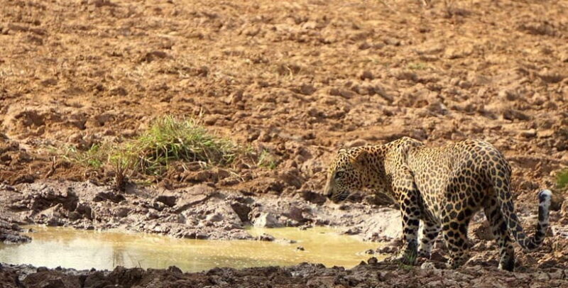 Yala National Park: Morning or Afternoon Safari ( 5 h ) - Final Thoughts: Is It Worth It?