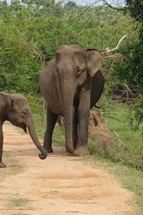 Yala National Park: Morning or Afternoon Safari ( 5 H ) - Good To Know