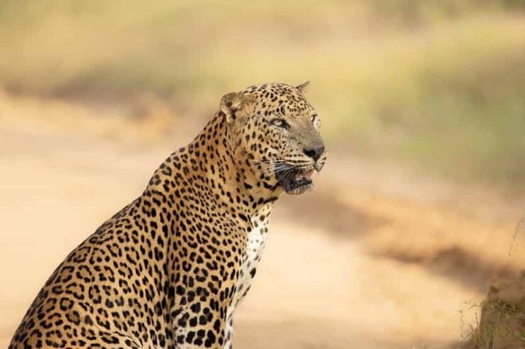 Yala National Park: Morning or Afternoon Safari ( 5 H ) - Wildlife Highlights