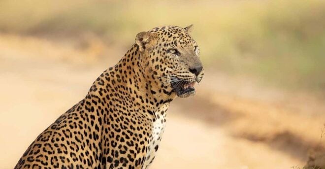 Yala National Park: Morning or Afternoon Safari ( 5 H ) - Tour Logistics