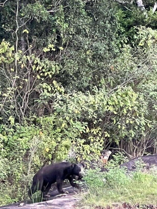 Yala National Park: Morning or Afternoon Safari Tour (5 h) - Included and Not Included