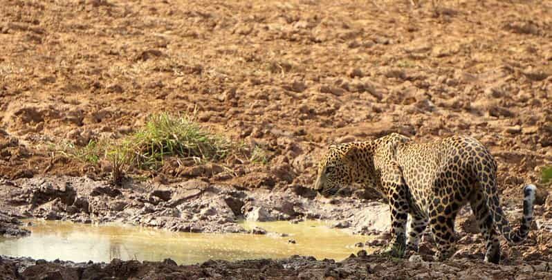 Yala National Park: Morning or Afternoon Safari Tour (5 h) - FAQs