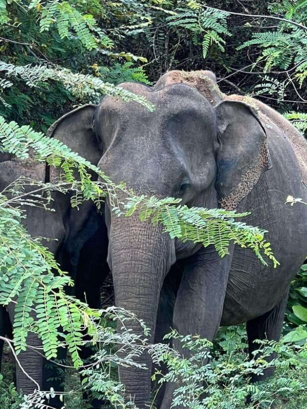 Yala National Park: Morning or Afternoon Safari Tour (5 h) - An In-Depth Look at the Safari Experience  