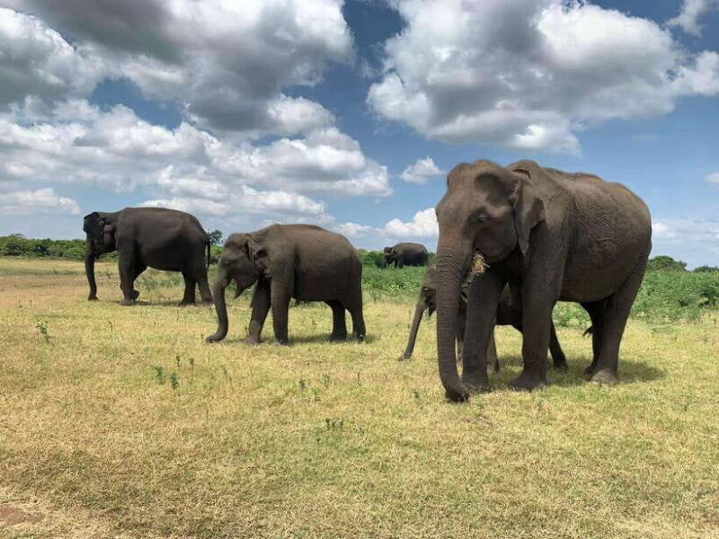 Yala National Park: Morning or Afternoon Safari Tour (5 h) - Final thoughts  