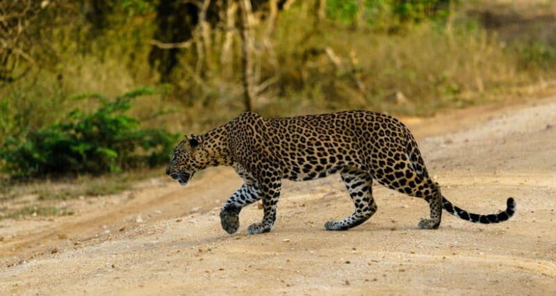 Yala National Park: Morning or Afternoon Safari Tour (5 h) - FAQs  