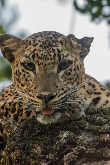 Yala National Park : Morning or Afternoon Wild Safari - Wildlife Spotting Highlights