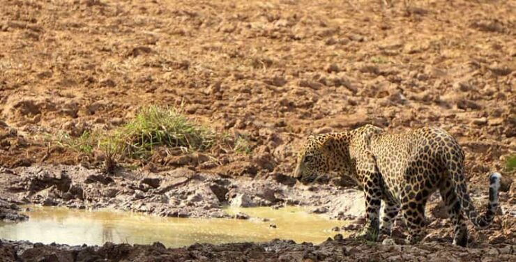 Yala National Park: Private Full Day Safari (04:00-18:00) - Good To Know