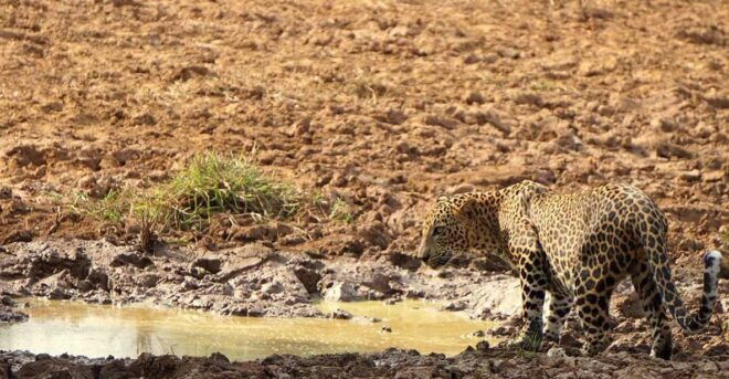 Yala National Park: Private Full Day Safari (04:00-18:00) - Included Amenities
