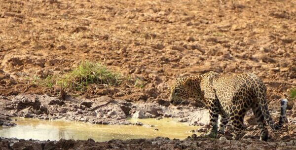 Yala National Park: Private Full Day Safari (04:00-18:00) - What to Bring