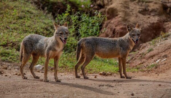 Yala National Park: Private Full Day Safari (04:00-18:00) - Customer Reviews and Testimonials