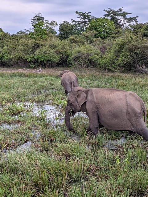 Yala National Park : PRIVATE Full Day Safari (04:30-18:00) - Good To Know