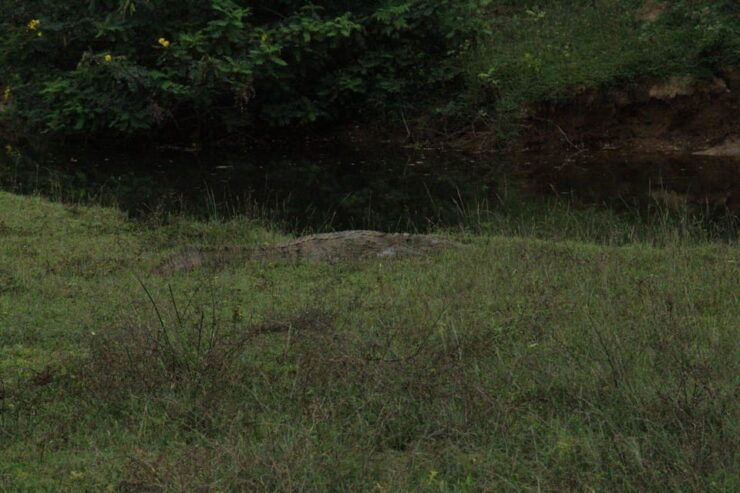 Yala National Park : PRIVATE Full Day Safari (04:30-18:00) - Experience and Itinerary