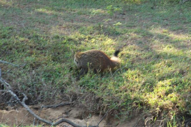 Yala National Park : PRIVATE Full Day Safari (04:30-18:00) - Wildlife and Conservation Education