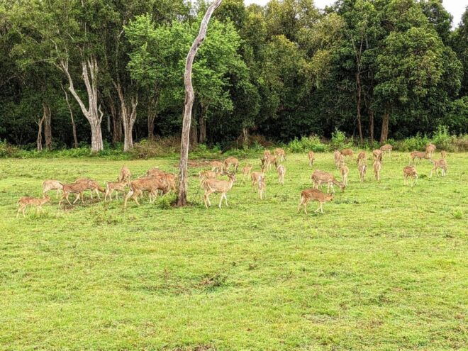 Yala National Park : PRIVATE Full Day Safari (04:30-18:00) - Important Information