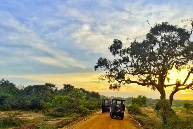 Yala National Park Private Jeep Safari From Colombo & Negombo - Exploring the Yala National Park Private Jeep Safari from Colombo & Negombo