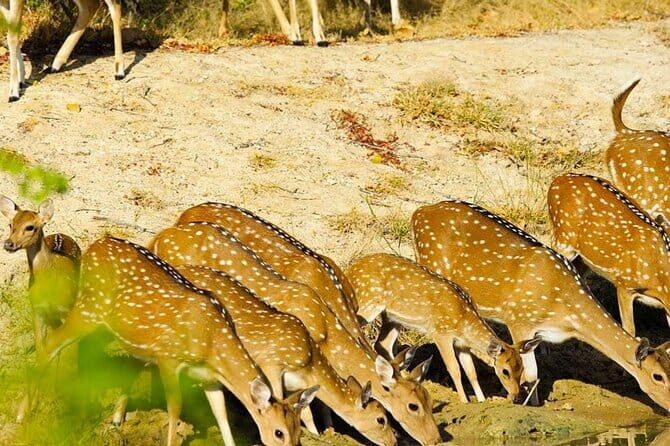 Yala National Park Private Jeep Safari From Colombo & Negombo - Good To Know