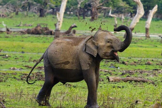 Yala National Park Private Jeep Safari From Colombo & Negombo - What to Expect: Pros and Cons