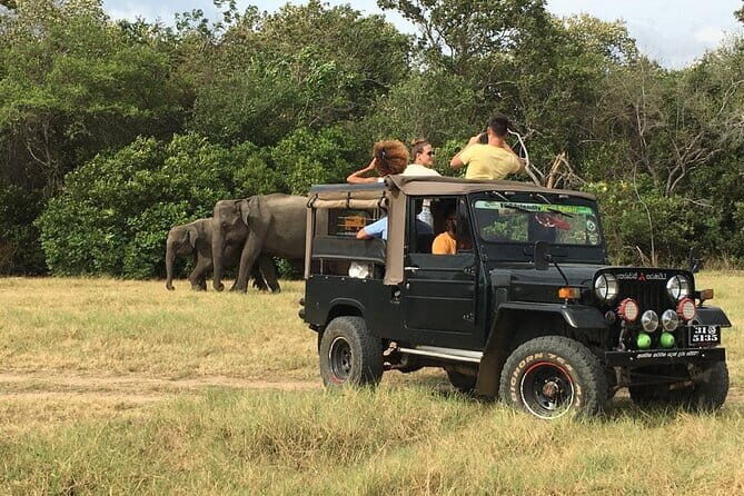 Yala National Park Private Jeep Safari From Colombo & Negombo - The Sum Up