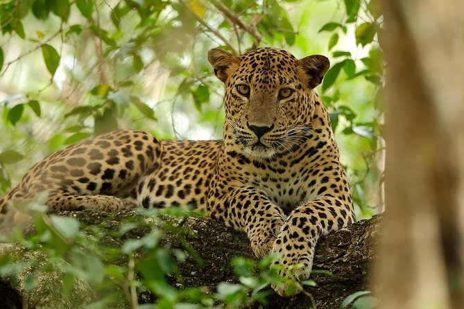 Yala National Park Private Safari (All Inclusive) From Mirissa - Common Questions