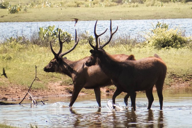 Yala National Park Private Safari - Safari Overview