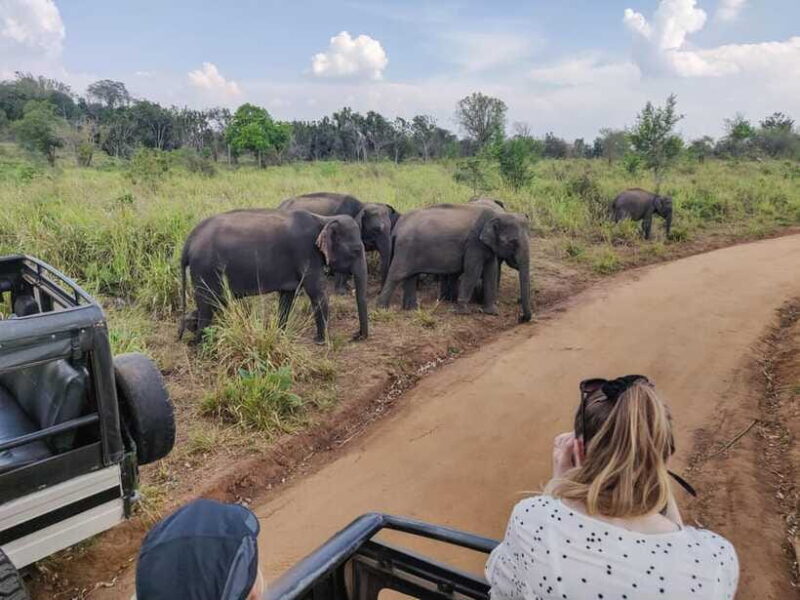 Yala National Park Private Safari from Ella - Transportation and Practical Details