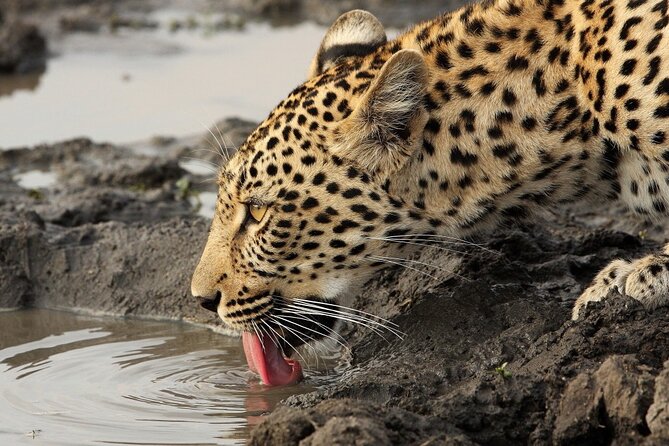 Yala National Park Private Safari Tour - Price and Booking Information