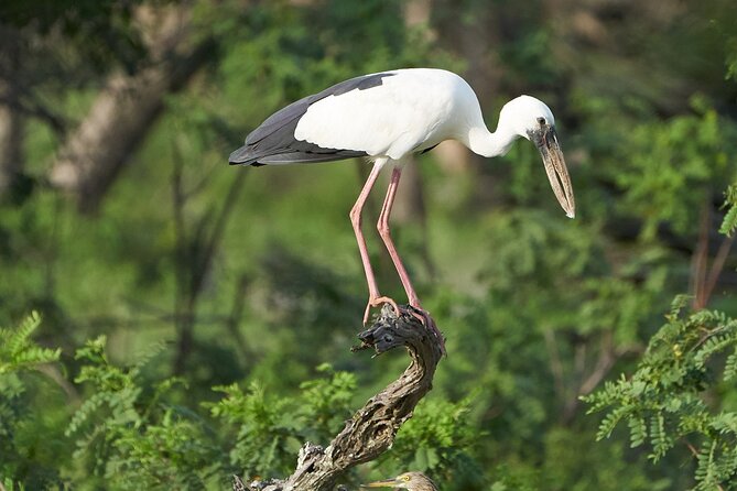 Yala National Park Private Safari Tour - Directions