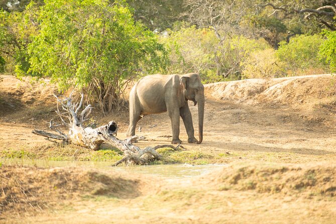 Yala National Park Private Safari Tour - Common Questions