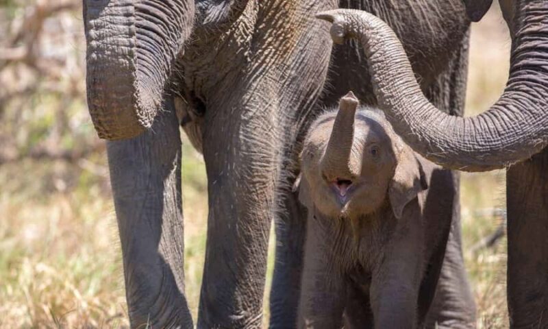 Yala National Park Private Safari Tour from Colombo/Kalutara - Good To Know