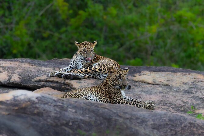 Yala National Park Private Tour with Fast Entry - The Sum Up