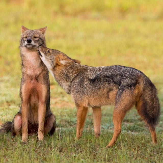 Yala National Park: PRIVATE Wilderness 4*4 Safari Tour - Accessibility Options