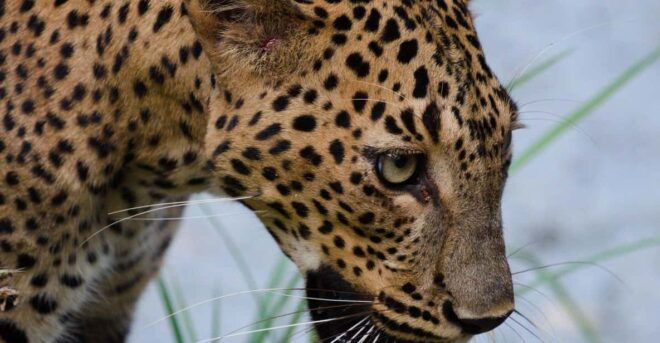 Yala National Park: PRIVATE Wilderness 4*4 Safari Tour - Inclusions and Amenities