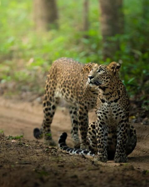Yala National Park: PRIVATE Wilderness 4*4 Safari Tour - Wildlife Photography Tips