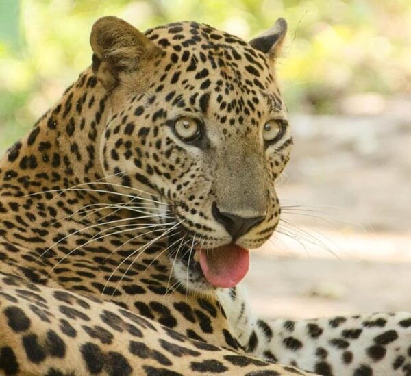 Yala National Park: PRIVATE Wilderness 4*4 Safari Tour - Frequently Asked Questions