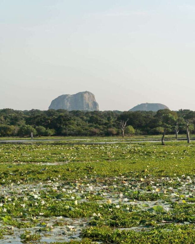 Yala National Park Safari : 3 Options ( 5 h/7 h/ 12 h ) - FAQ