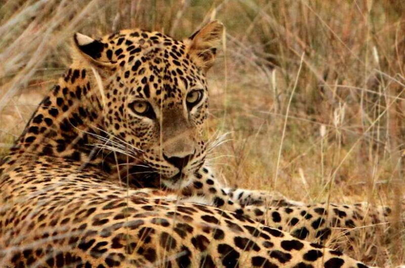 Yala National Park Safari : 3 Options ( 5 h/7 h/ 12 h ) - Good To Know