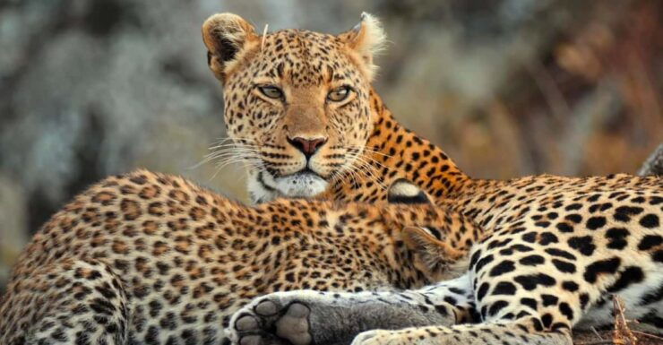 Yala National Park Safari: 3 Options - Good To Know