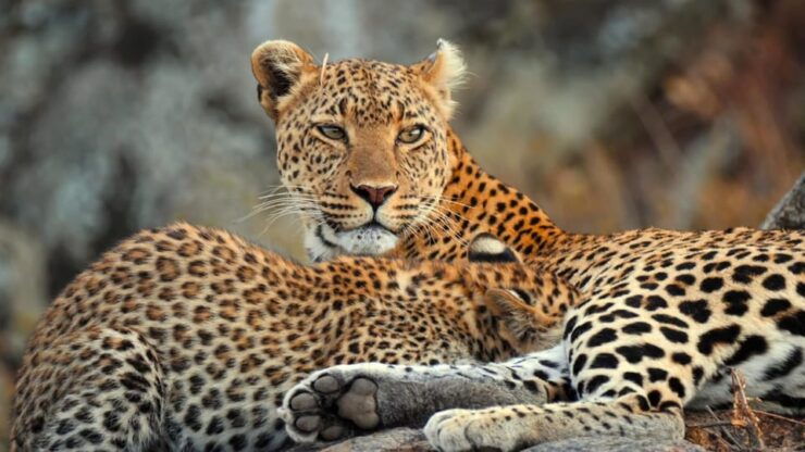 Yala National Park Safari: 3 Options - Pricing Details