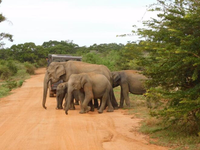 Yala National Park Safari: 3 Options - Itinerary and Experience