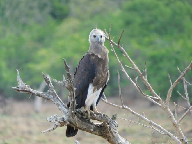 Yala National Park Safari: 3 Options - Customer Reviews