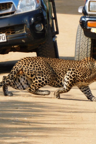 Yala National Park Safari: 3 Options - Additional Costs
