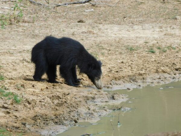 Yala National Park Safari: 3 Options - Booking Information