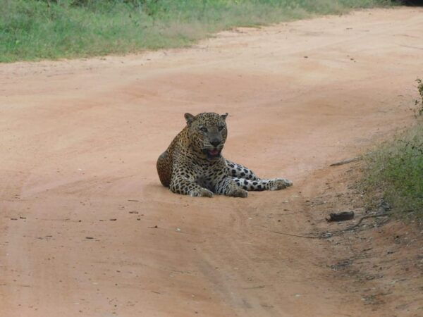 Yala National Park Safari: 3 Options - Pickup Locations