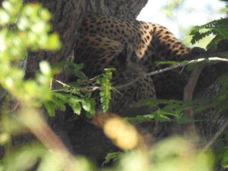 Yala National Park Safari Adventure(Half Day tour) 5 Hour - Good To Know