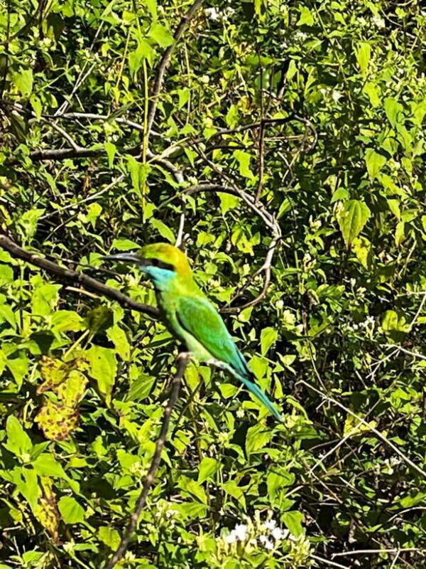 Yala National Park Safari Adventure(Half Day tour) 5 Hour - Who Should Book This Tour?