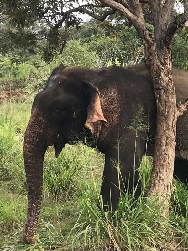 Yala National Park Safari Adventure(Half Day tour) 5 Hour - The Sum Up