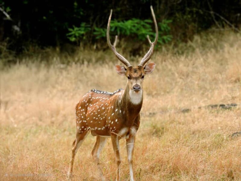 Yala National Park : Safari and Village Tour-Morning/evening - Final Thoughts