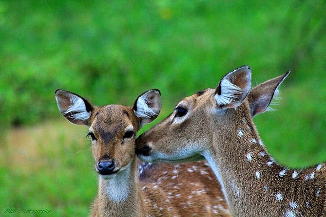 Yala National Park Safari Experience From Galle Including Lunch at a Campsite - Pickup and Drop-off Details