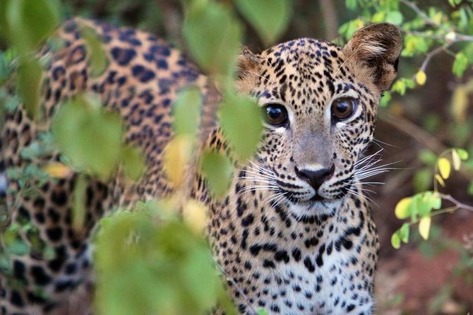 Yala National Park Safari Experience From Galle Including Lunch at a Campsite - Traveler Reviews