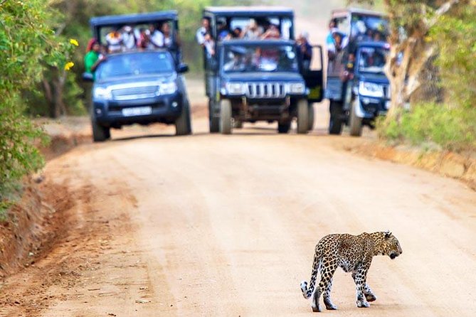 Yala National Park Safari Experience From Galle Including Lunch at a Campsite - The Sum Up